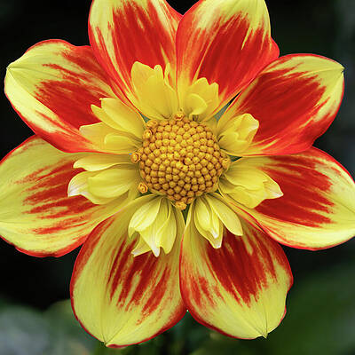 Vibrant Yellow and Red Flower Wall Art