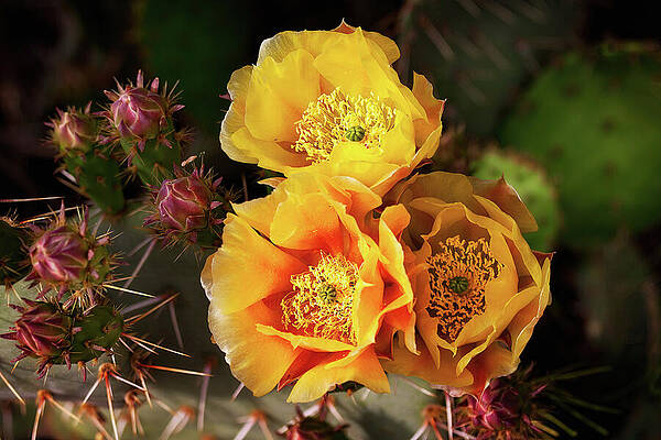 Arizona Photograph - Vibrant Yellow Cactus Flowers by Tatiana Travelways