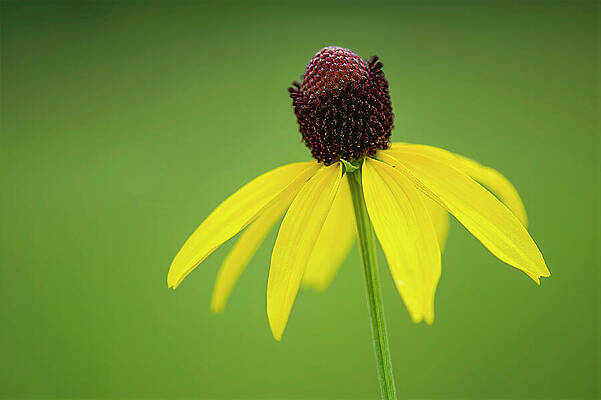 Vibrant Yellow Coneflower Bloom Photograph