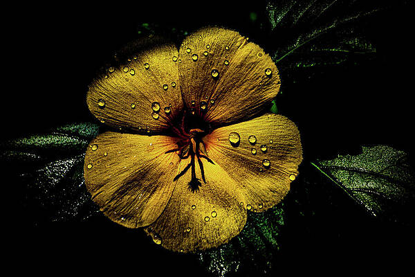 Digital Art - Vibrant Yellow Petals by Deb Beausoleil