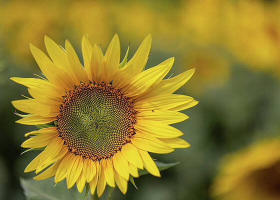 Vibrant Yellow Sunflower Close-up Wall Art