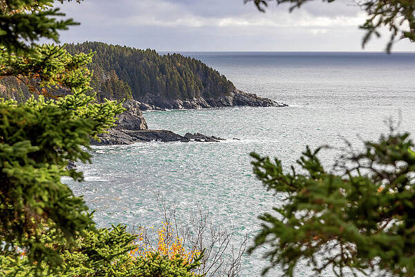 Scenic Coastal View Through Trees Photograph