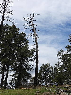 Wilderness Photograph - View From Tower Trail At Devils Tower National Monument 6 by Amanda R Wright