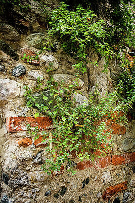 Photograph - Vine Covered Stone Wall by Craig A Walker