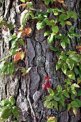 Wall Art featuring the photograph Vines Of Cold Harbor by American Landscapes