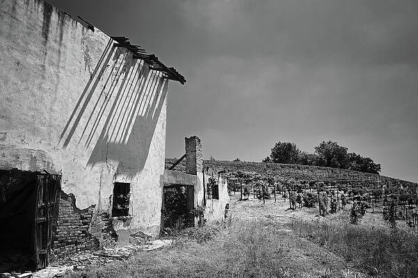 Wall Art featuring the photograph Vineyard Ruin by Steven Nelson