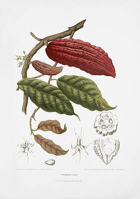 Vintage Cacao Tree Botanical Study Digital Art