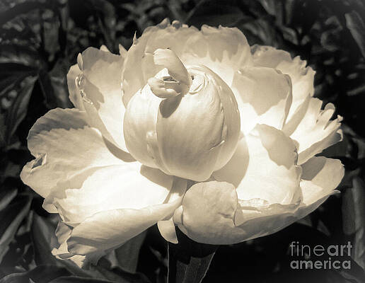 Flower Photograph - Vintage Peony by Onedayoneimage Photography