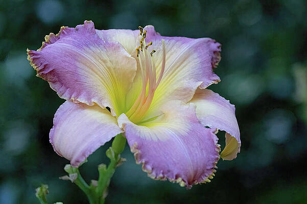 Background Photograph - Vintage Ruffles by Gina Fitzhugh