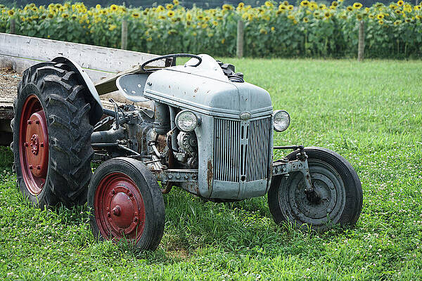 Wall Art featuring the photograph Vintage Tractor In A Sunflower Field by Richard Reeve
