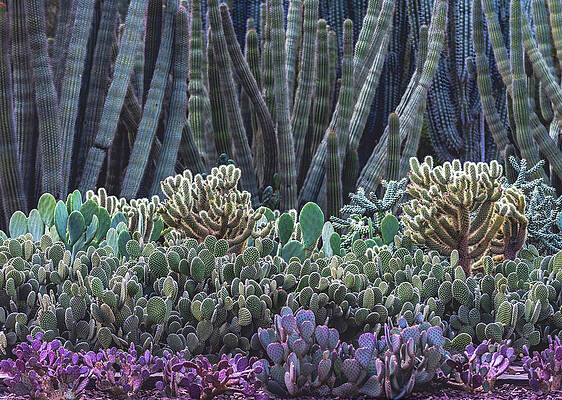 Beautiful Photograph - Violet Cactus Forest, Arizona by Abbie Warnock