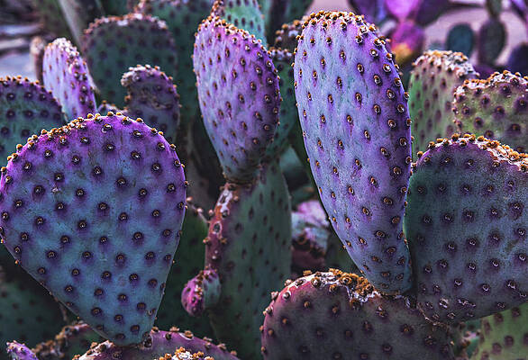 Beautiful Photograph - Violet Prickly Pear Cactus, Arizona by Abbie Warnock