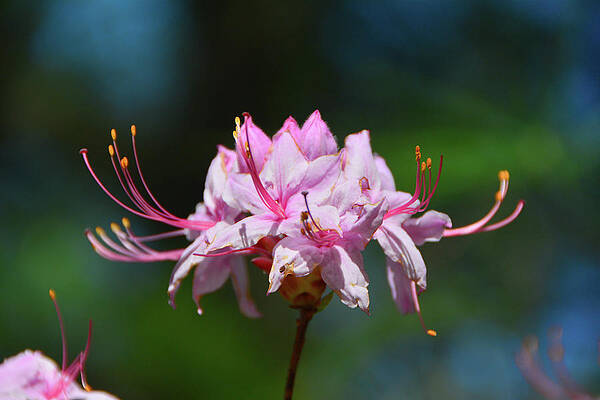 Wall Art featuring the photograph Virginia Azalea by Raymond Salani III