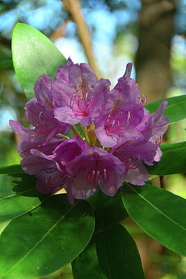 Wall Art featuring the photograph Virginia Rhododendron 2 by Raymond Salani III