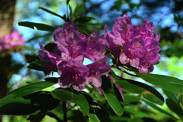 Wall Art featuring the photograph Virginia Rhododendron by Raymond Salani III