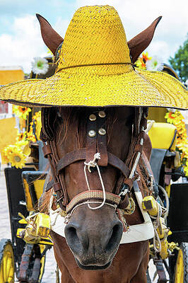 Horse with Yellow Hat in Izamal Wall Art
