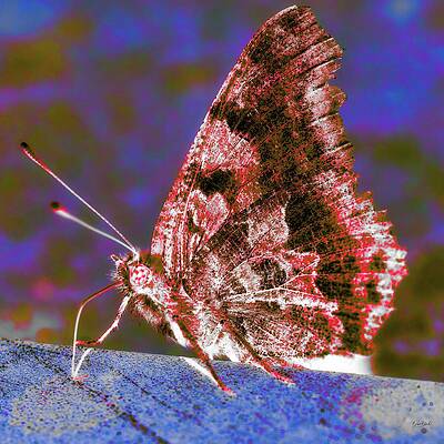 Butterfly Photograph - Vivid Butterfly On Blue Surface by Bruce Block