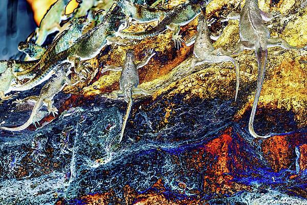 Vivid Colorful Lizards Wall Art