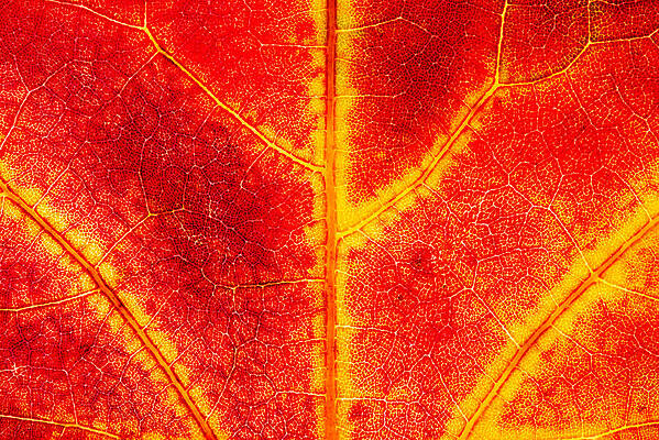 Vivid Leaf Veins in Autumn Wall Art