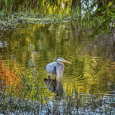 Nature Photograph - Wakodahatchee Wetlands Great Blue Heron by David McKinney