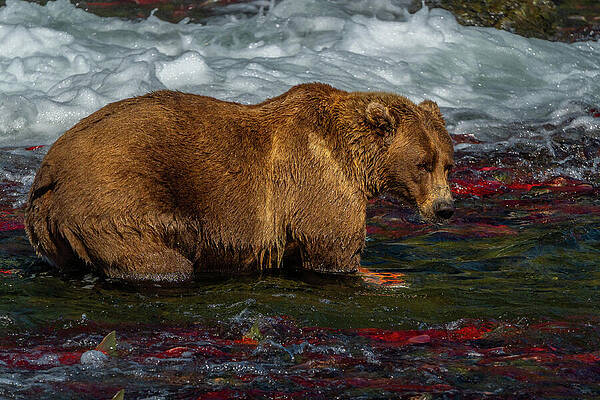 Grizzly Bear in Salmon Stream Wall Art