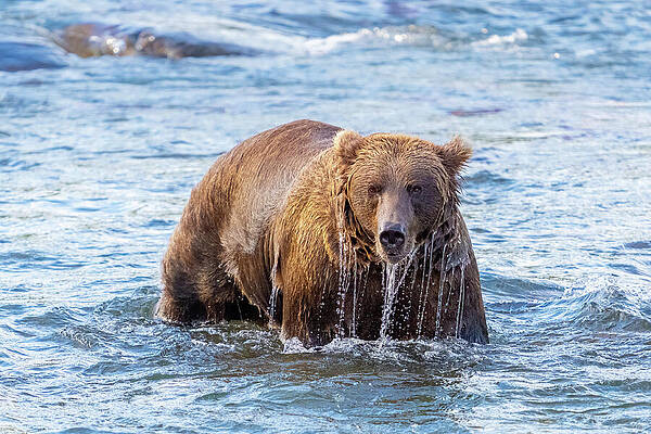 Brown Bear in a River Wall Art