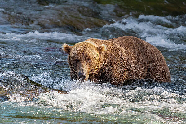 Grizzly Bear in River Wall Art
