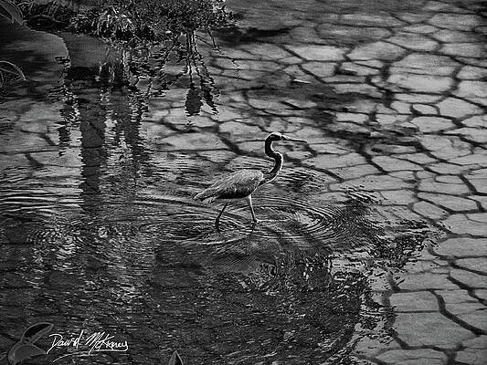 Wall Art featuring the photograph Wading Blue Heron by David McKinney