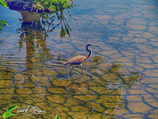 Wall Art featuring the photograph Wading Heron Color by David McKinney