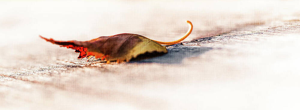 Macro Wall Art featuring the photograph Waiting For The Wind by Shannon Williams
