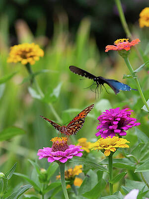 Photograph - Waiting In Line by Gina Fitzhugh