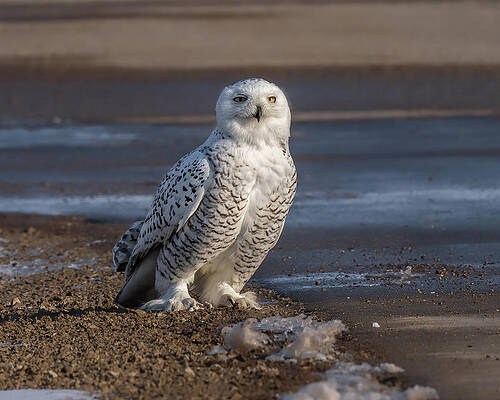 Large Photograph - Waiting by James Overesch