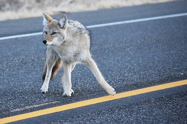 Wildlife Photograph - Center Line Dance by Alden White Ballard