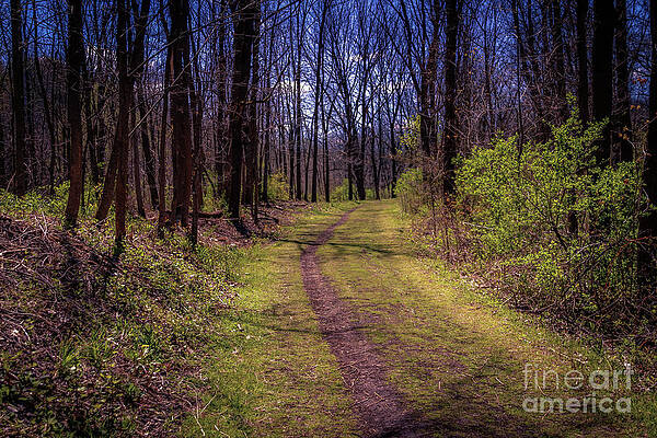 Sky Wall Art featuring the photograph Walk Alone by William Norton