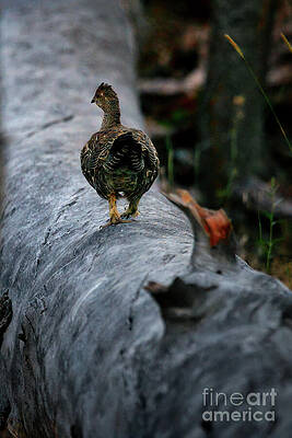 Wildlife Photograph - Walk Along The Log by Thomas Nay