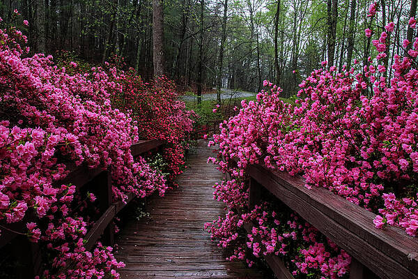 Flower Photograph - Walk Through The Rain by Deb Beausoleil