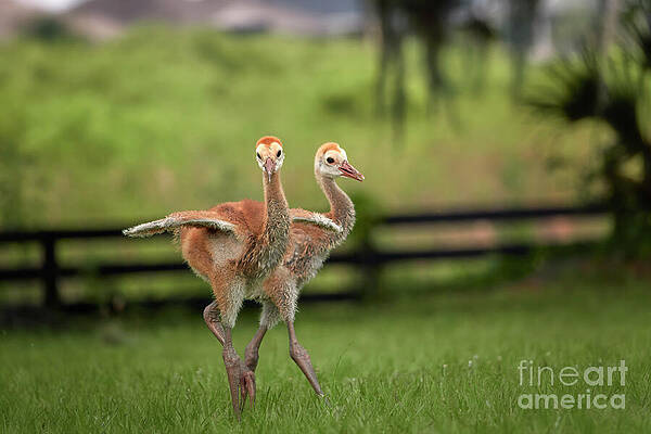 Fl Wall Art featuring the photograph Walk With Personality by Mary Lou Chmura