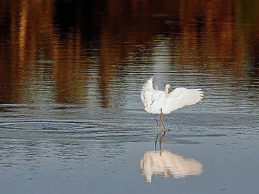 Feather Wall Art featuring the photograph Walking On Water by Gina Fitzhugh