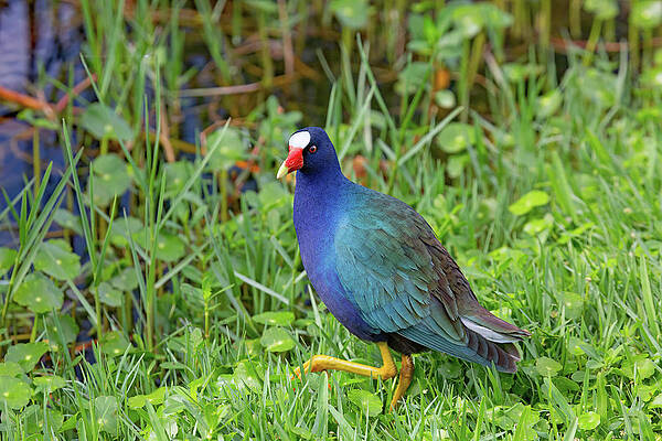 Background Photograph - Walking Rainbow by Gina Fitzhugh