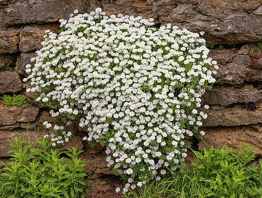 Wall Art featuring the photograph Wall Of Lace by Gina Fitzhugh