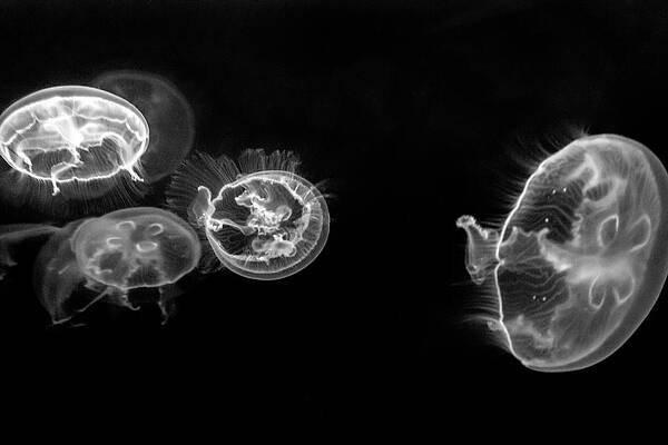 Black And White Photograph - Wandering by Gina Cinardo