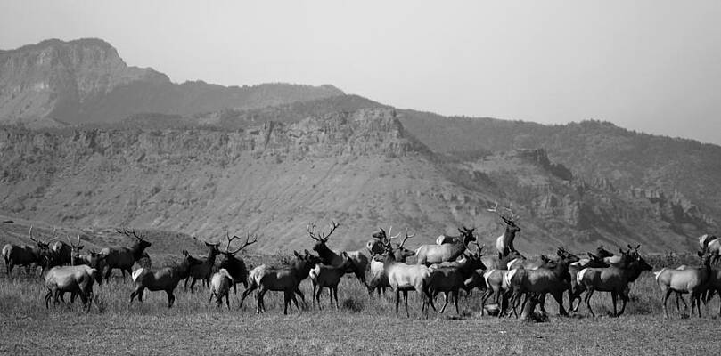 Wildlife Photograph - Wapiti Valley by Alden White Ballard