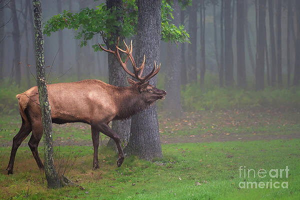 Wall Art featuring the photograph Wapiti Woods - Elk In The Wilderness by Rehna George