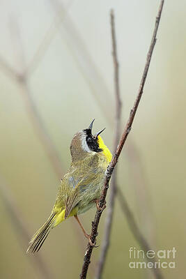 Bird Wall Art featuring the photograph Warbler - Common Yellowthroat by Rehna George