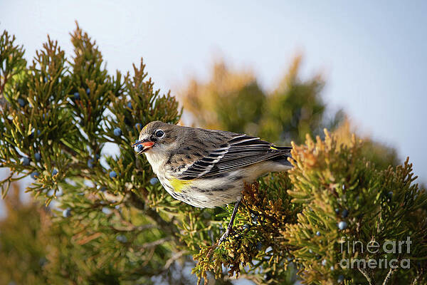 Bird Wall Art featuring the photograph Yellow Rumped Warbler by Rehna George