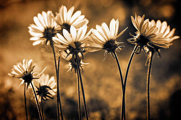 Image Photograph - Warm And Sunny by Ursula Abresch