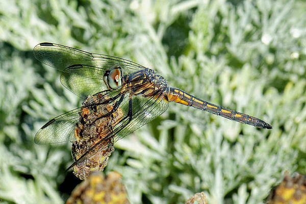 Usa Wall Art featuring the photograph Warming-Up - Darner Dragonfly by KJ Swan