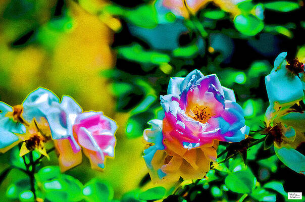 Nature Photograph - Was- Softly Correct by Alex John Bergerman