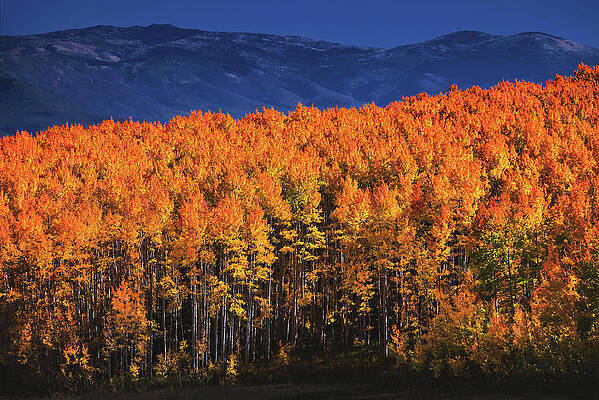 Canyon Photograph - Wasatch Mountain Autumn Colors, Utah by Abbie Warnock