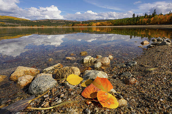 Wall Art featuring the photograph Washed Ashore by Sunniye Buesing